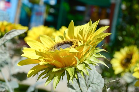 Sun flowers field in Thailandの写真素材