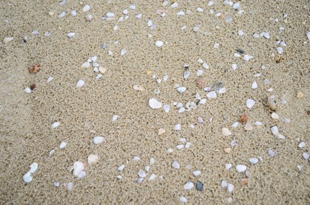 Sea shells on sand. Summer beach background. Top view