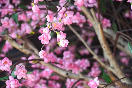 Fake Sakura flower, close up ,selective focus at Sakura flowerの写真素材