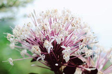 Rubiaceae Flower, white Pink Flower,selective focus at middleの写真素材