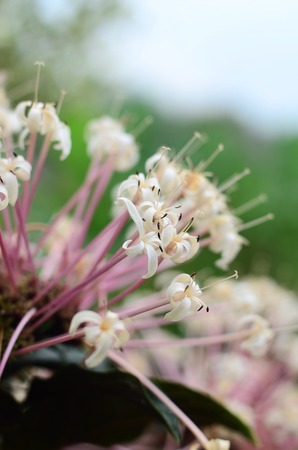 Rubiaceae Flower, white Pink Flower,selective focus at middleの写真素材