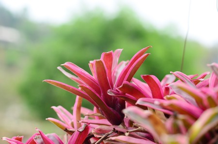 Blossom pink flower in a beautiful day,selective focus at middleの写真素材