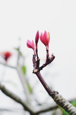Blossom pink flower in a beautiful day,selective focus at middleの写真素材