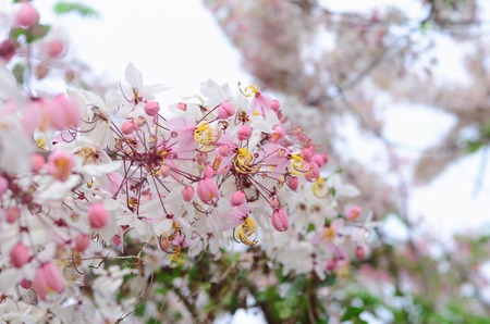 Cassia fistula flower pinkの写真素材