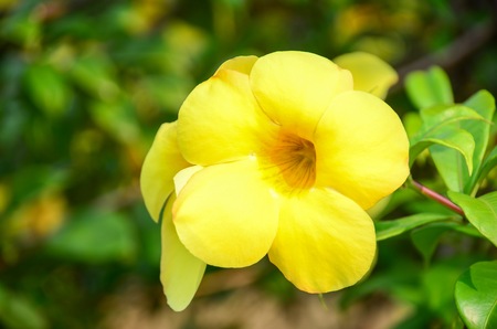 Yellow leaves with tree branches over blue sky. Background with autumn leavesの写真素材