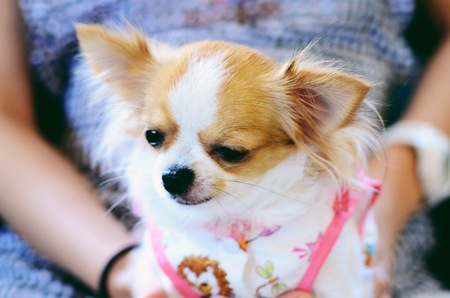 chihuahua sitting outside in the sunshineの写真素材