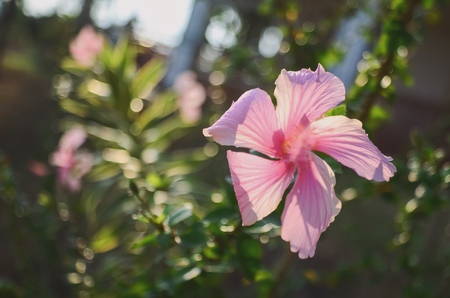 pink hibiscus flowerの写真素材
