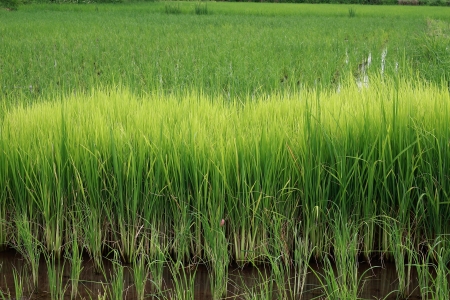 Thai rice farms.の写真素材