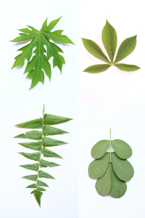 leaves の写真素材