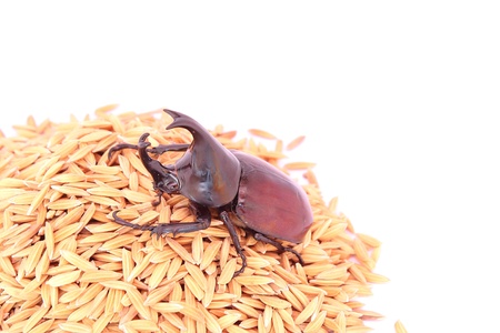 Rhino beetleの写真素材