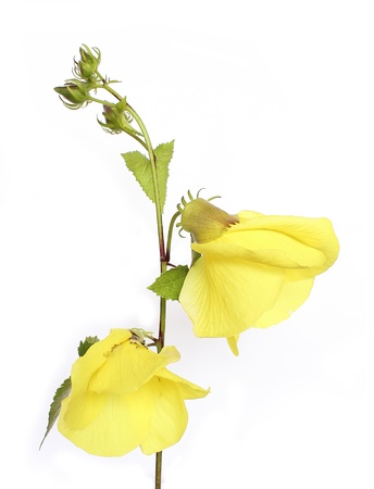   Yellow flowers