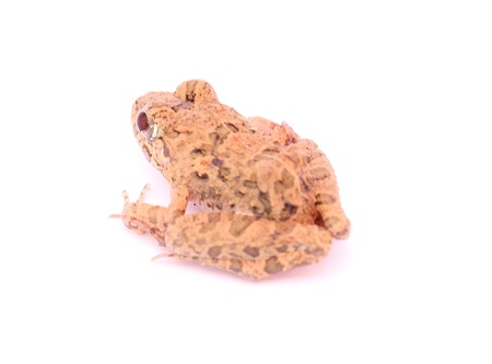  Frogの写真素材