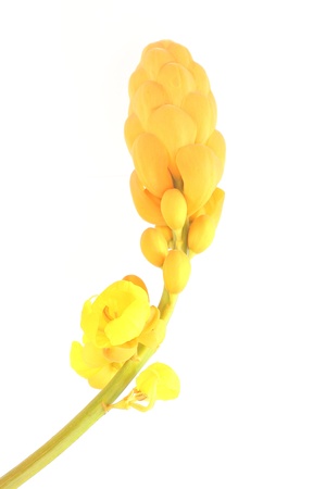 Yellow flowersの写真素材