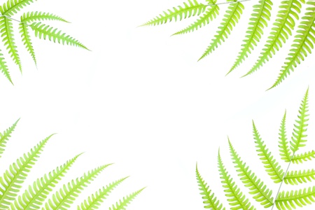 leavesの写真素材