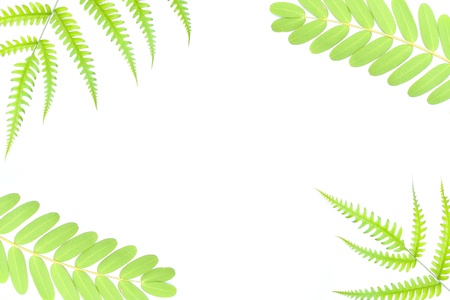  leavesの写真素材