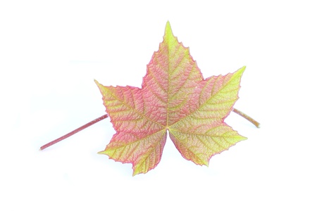 leavesの写真素材