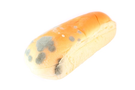 Moldy bread
