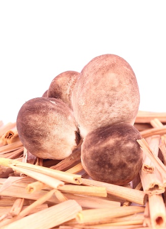 Mushroomの写真素材