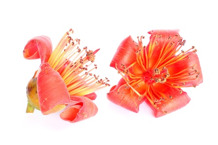 Bombax ceibaの写真素材