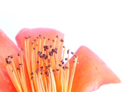 Bombax ceibaの写真素材