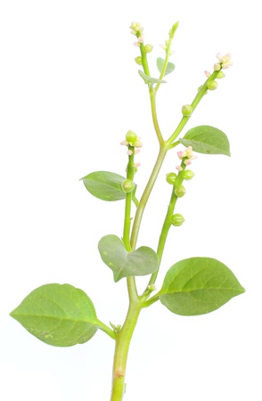 Basellaの写真素材