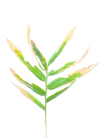 Bamboo leavesの写真素材