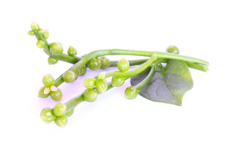 Basellaの写真素材