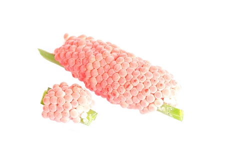 Golden apple snail eggsの写真素材