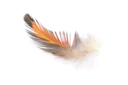 Single feather isolated on white backgroundの写真素材