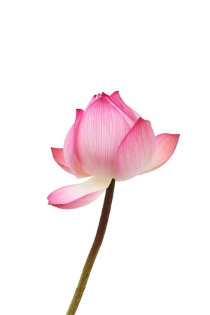 Lotus flowers on a white backgroundの写真素材