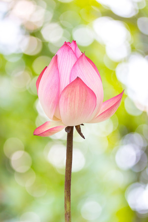 Lotus flowersの写真素材