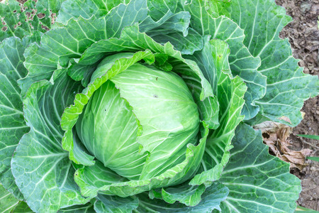 close-up of fresh cabbage in the vegetable gardenの写真素材
