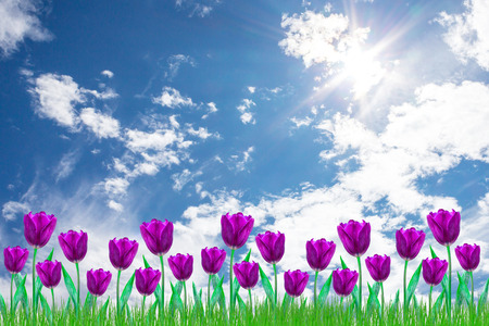 flowers Tulipの写真素材