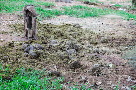 Elephant dungの写真素材