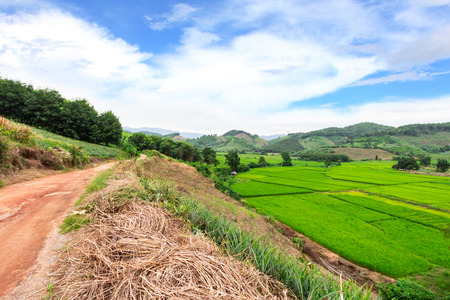 Green Terraced Rice Field in Chiangrai, Thailandの写真素材