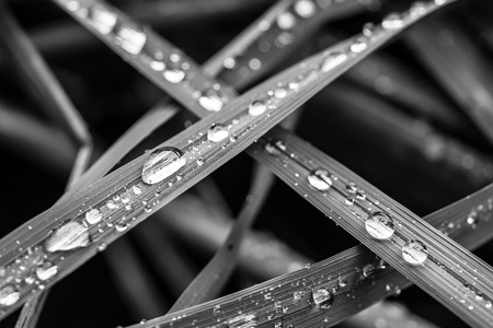 Water droplets on a leaf riceの写真素材