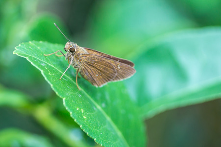 Image of a brown butterfly in Asia is on green leaf selective focusの写真素材