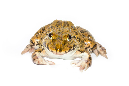 Frog on a white backgroundの写真素材