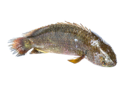 Fresh fish isolated on a white background