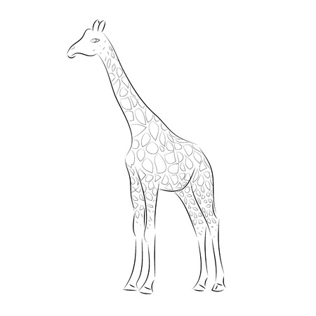 Giraffe Line Art Illustrationsのイラスト素材