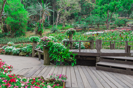 Garden flowers , mae fah luang gardenの写真素材