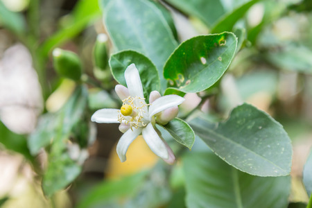 lemon tree flowers and leavesの写真素材