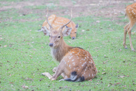 Whitetail deer fawn still in spots on a grassy fieldの写真素材