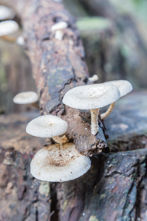 Fresh wild mushrooms on a wooden backgroundの写真素材