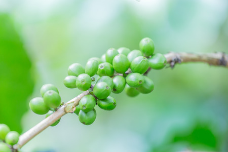 The coffee from the tree.の写真素材