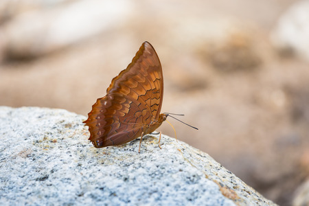 Butterfly catching on river stone in nature, Thailandの写真素材