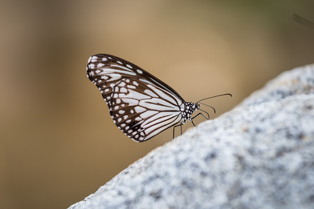 Butterfly catching on river stone in nature, Thailandの写真素材