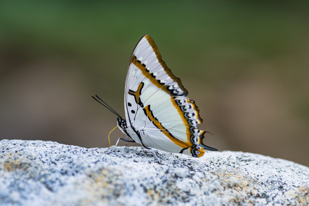 Butterfly catching on river stone in nature, Thailandの写真素材