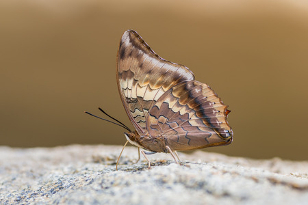 Butterfly catching on river stone in nature, Thailandの写真素材