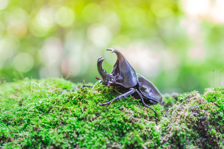 Thai rhinoceros beetleの写真素材